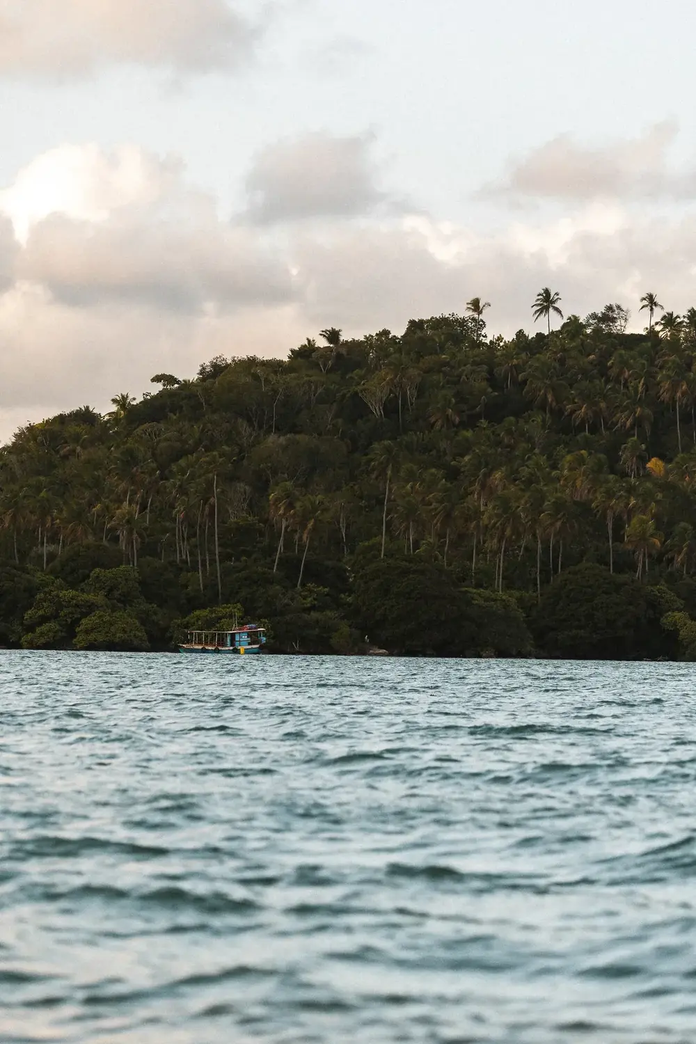 Palm groves seen from the river