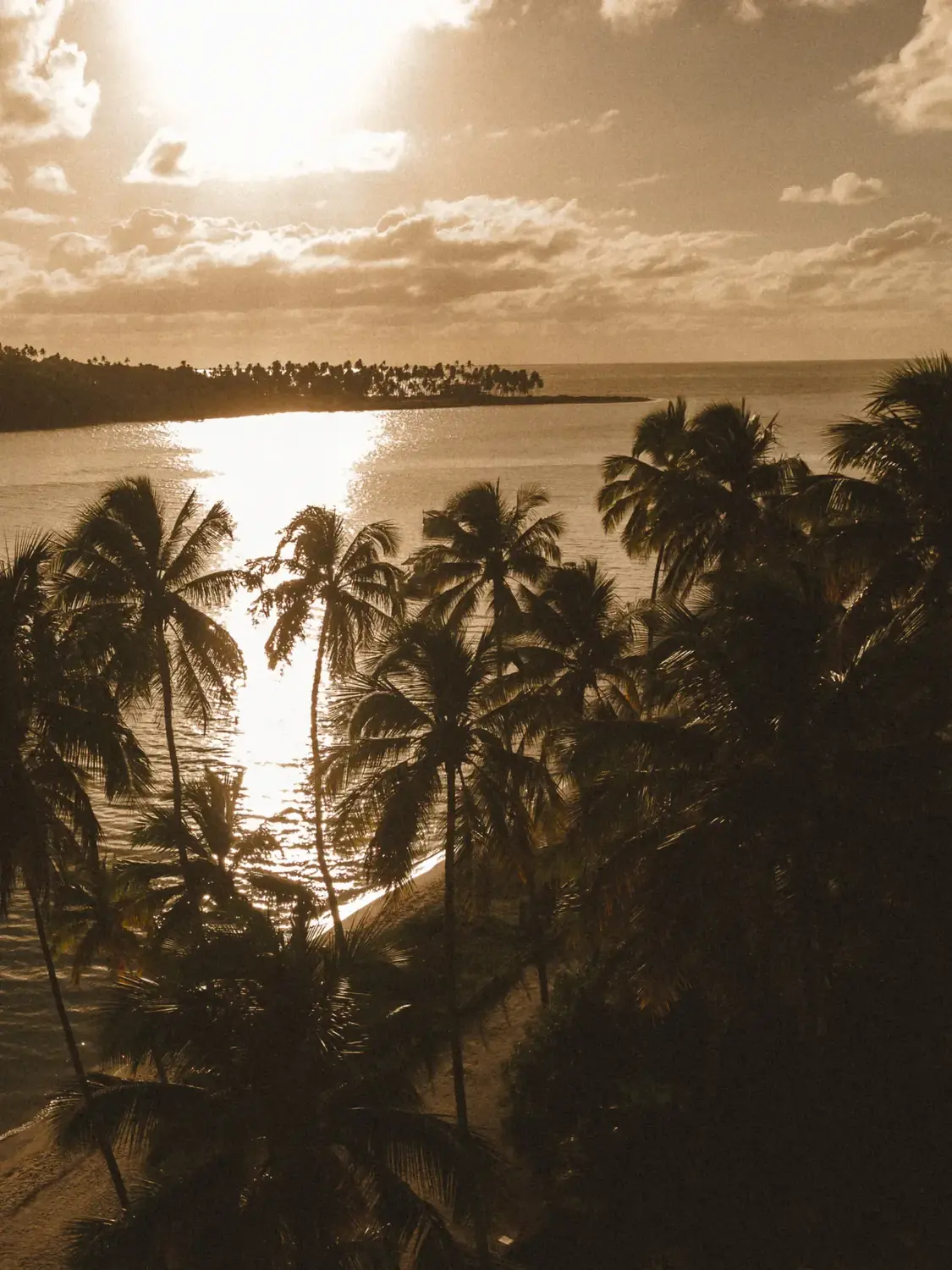 Palms on the shore at dusk